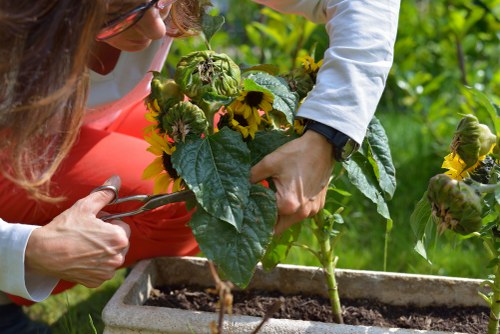 Lawn and hedge care services in Willesden